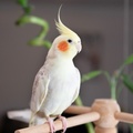 popular-small-bird-species-390926-hero-d3d0af7bb6ed4947b0c3c5afb4784456
