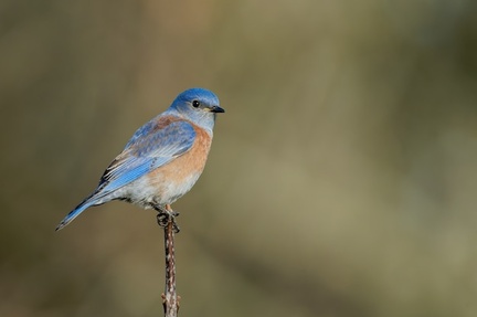 صورة طير