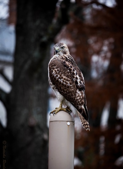 vertical-shot-cute-red-shouldered-hawk-standing-stick_181624-5812.jpg