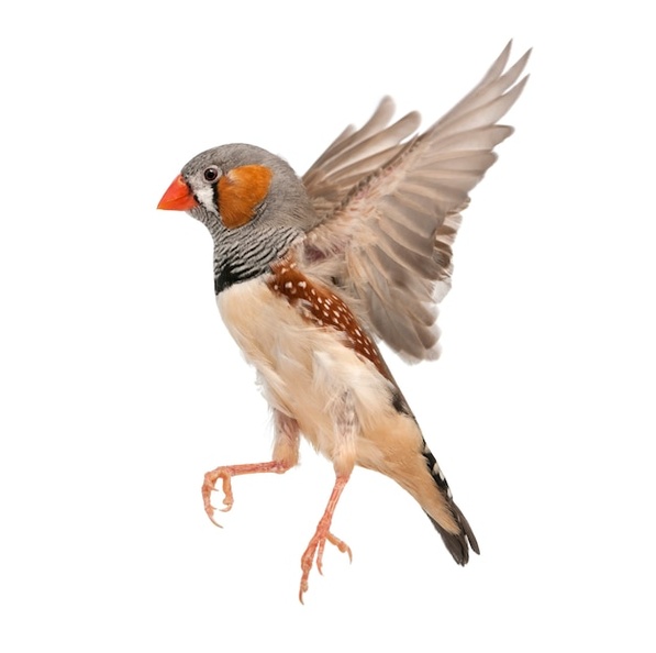 zebra-finch-flying-taeniopygia-guttata-against-white-surface_191971-22932.jpg