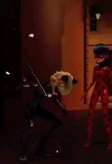 صور الدعسوقة والقط الاسود