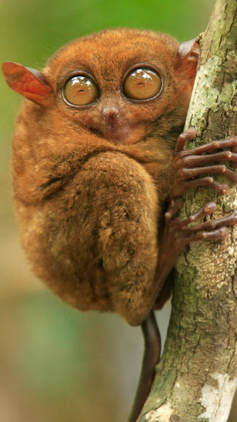 strange animals9.jpg.jpeg