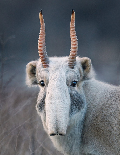 strange animals10.jpg.jpeg