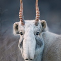 صور حيوانات غريبة
