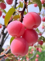 صور فواكه غريبة