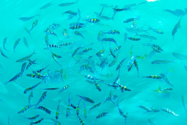 many-fishes-sea_1339-3354.jpg