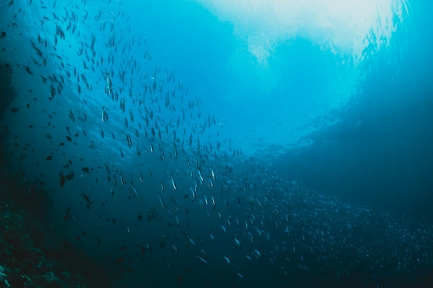 rays-sunlight-shining-into-sea-shcool-fish-underwater-vi_1360-54.jpg