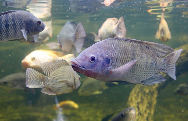 red-tilapia-fish-swimming-pond_38678-384.jpg