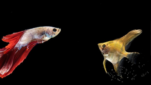 yellow-red-betta-fish-swimming_23-2148359825.jpg