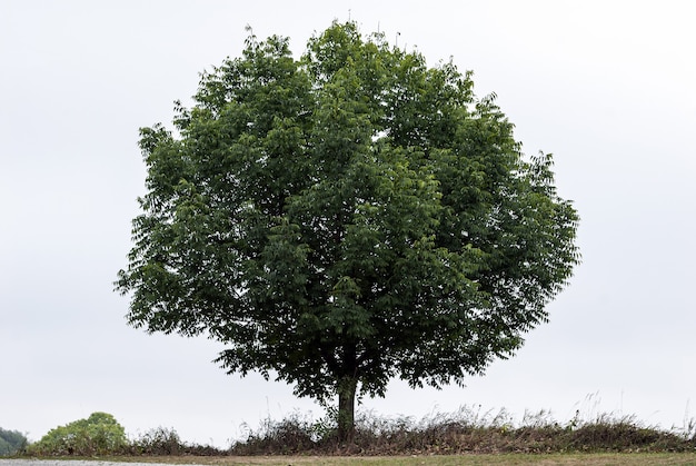 single-green-tree-clear-sky_181624-46695.jpg