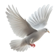 صورة طير