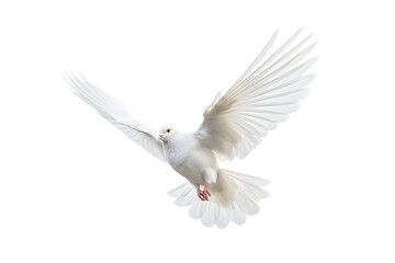 صورة طير