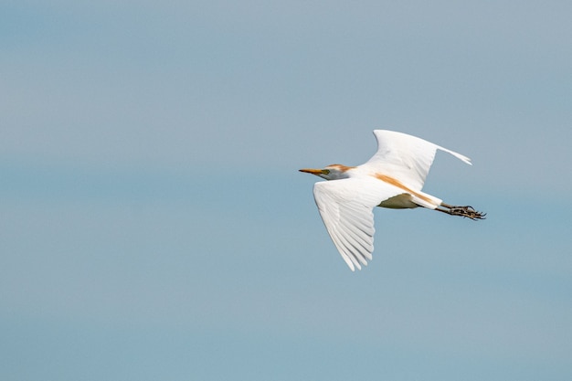 selective-focus-shot-flying-cattle-egret_181624-45630.jpg