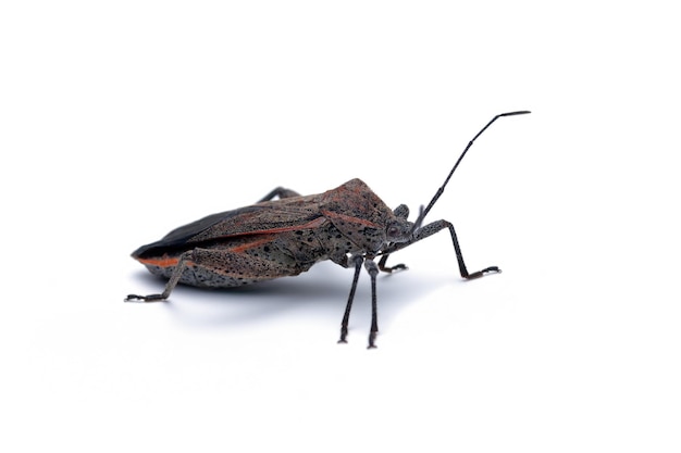 squash-bug-closeup-white-background-squash-bug-isolated-white-background_488145-3091.jpg