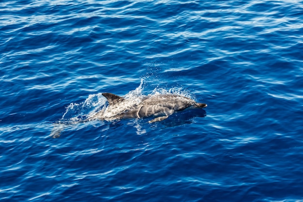 atlantic-striped-dolphins-near-azores-island-dolphin-ocean-waves_231208-6703.jpg