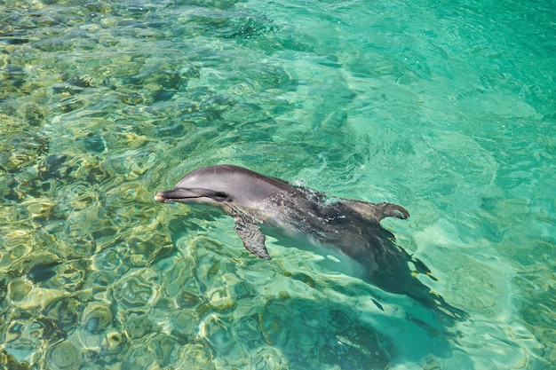 beautiful-dolphin-smiling-blue-swimming-pool-water-clear-sunny-day_661209-16.jpg