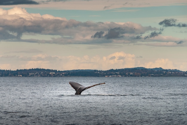 beautiful-shot-humpback-whale-diving-coast-vancouver-bc-canada_181624-27418.jpg