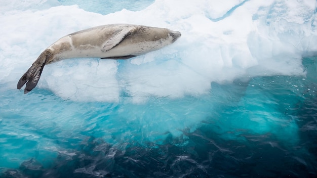 closeup-cute-seal-resting-ice-daylight-antarctica_181624-61328.jpg
