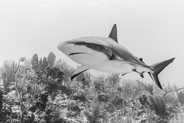 closeup-dangerous-shark-swimming-deep-underwater-shot-grayscale_181624-16437.jpg