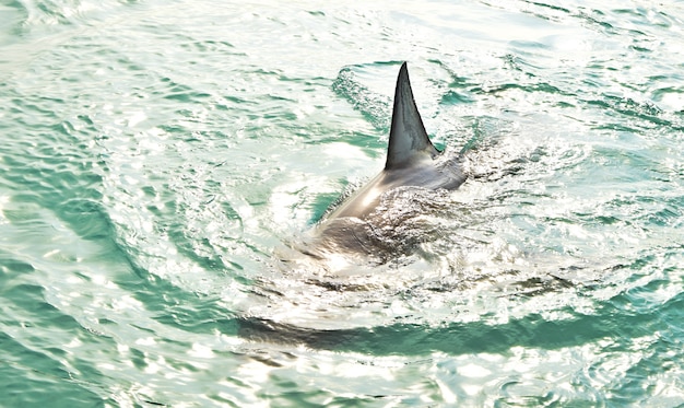 great-white-shark-dorsal-fin-breaching-sea-surface_181624-1022.jpg