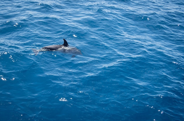 high-angle-shot-dolphin-swimming-wavy-blue-sea_181624-31632.jpg