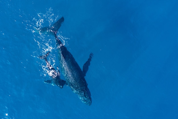 humpback-whales-photographed-from-with-aerial-drone-off-coast-kapalua-hawaii_181624-24330.jpg