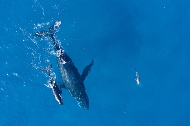 humpback-whales-photographed-from-with-aerial-drone-off-coast-kapalua-hawaii_181624-27867.jpg