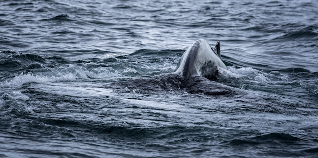 ssea-whale-s-tail-during-swimming_181624-8680.jpg