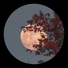 صور بروفايل واتس