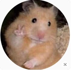 صور بروفايل واتس