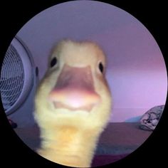 صور بروفايل واتس