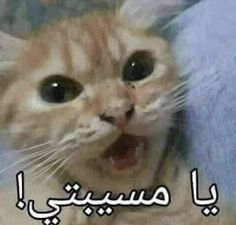 صور استيكرات واتس